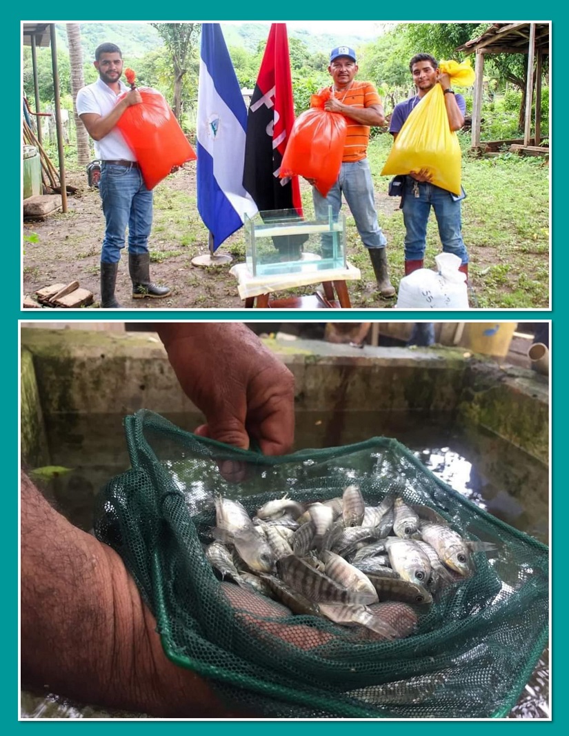 peces